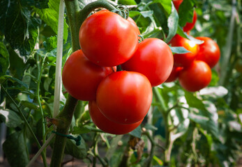 Growth ripe tomato in greenhouse