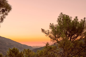 pino a contraluz al amanecer con el mar al fondo