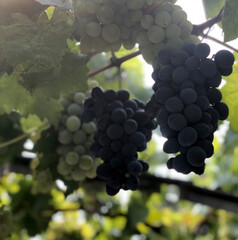 bunch of grapes