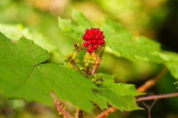 Red berries of the Devil's Club Shrub, often called the Alaskan Ginseng or Oplopanax horridus. This...