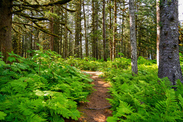 Walking trail passing through a forest of moss-covered Sitka Spruce Trees in the mountains north of the Alaskan capital city Juneau - obrazy, fototapety, plakaty