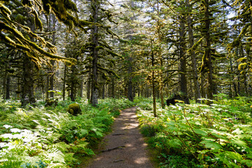 Obraz premium Walking trail passing through a forest of moss-covered Sitka Spruce Trees in the mountains north of the Alaskan capital city Juneau