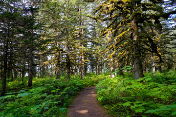 Obraz premium Walking trail passing through a forest of moss-covered Sitka Spruce Trees in the mountains north of the Alaskan capital city Juneau