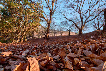 bosque de castaños con las hojas caídas de otoño tamizando el suelo 
