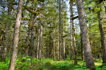 Moss-covered Sitka Spruce Tree in the Tongass Forest in the mountains north of the Alaskan capital city Juneau