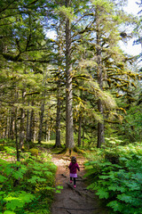 Little girl walking of a trail by a moss-covered Sitka Spruce Tree in the Tongass Forest in the mountains north of the Alaskan capital city Juneau - obrazy, fototapety, plakaty