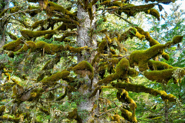 Moss-covered Sitka Spruce Tree in the Tongass Forest in the mountains north of the Alaskan capital city Juneau - obrazy, fototapety, plakaty