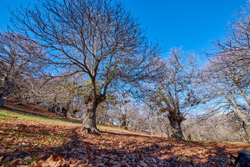 paisaje de otoño entre castaños con las hojas caídas al suelo del bosque