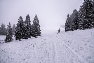 Fototapeta na wymiar Erste Winterwanderung durch den verschneiten Thüringer Wald bei Tambach-Dietharz - Thüringen - Deutschland