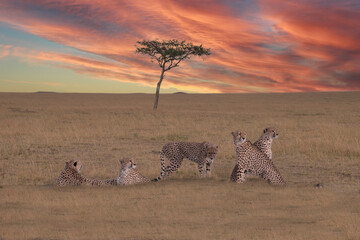 The Cheetahs of Maasai Mara, Kenya, Africa