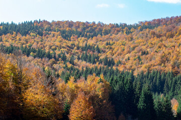 Hill with bright blue sky on top with forest of pines and yellow deciduous trees