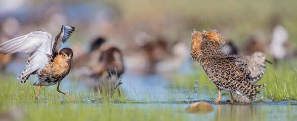 Ruff - male birds at a wetland on the mating season in spring