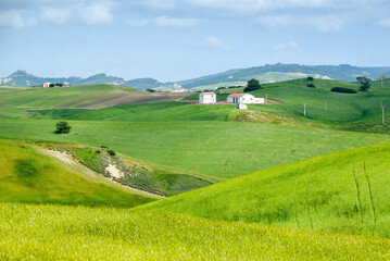 summer countryside landscape, Basilicata, Italy 