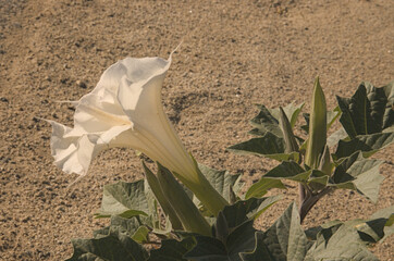 Sacred datura blooms the desert with beauty & life in   the form of wildflower growth. Spring has sprung with all its glory & inspiration of these harsh lands. spring wild flower growth.  