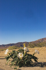 Joshua Tree beauty, with  sacred datura blooming with color & life  amidst the desert and mountains and cool blue sky. Different take on lkandscape & nature.