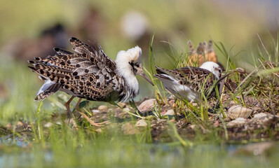 Ruff - male bird at a wetland on the mating season in spring