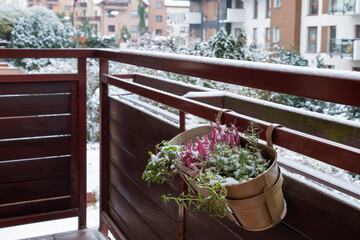 flowers and plants in flowerpots in snow on balcony
