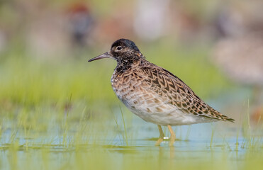 Ruff - male bird at a wetland on the mating season in spring