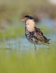 Ruff - male bird at a wetland on the mating season in spring