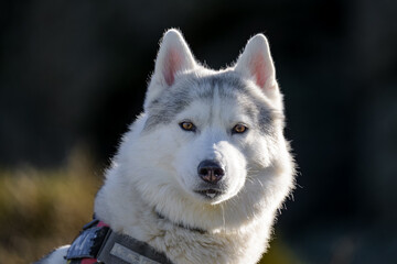 Husky siberiano en la montaña