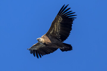 Buitre leonado iberico en la Sierra de Guadarrama