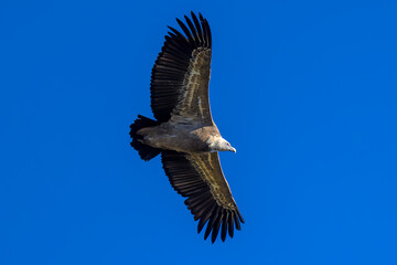 Buitre leonado iberico en la Sierra de Guadarrama