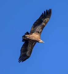 Buitre leonado iberico en la Sierra de Guadarrama