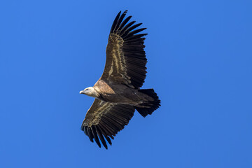 Buitre leonado iberico en la Sierra de Guadarrama