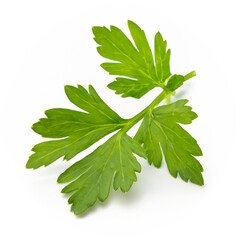 Parsley isolated on white background close up