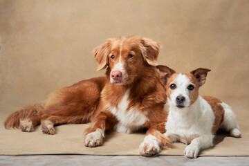 A Nova Scotia Duck Tolling Retriever and Jack Russell Terrier share a serene moment in a studio...