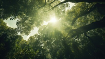  the sun shines through the branches of a large tree in a green, leafy, tree - lined forest.