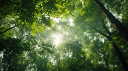  the sun shines through the canopy of a forest filled with green trees and tall, thin, leafy trees.