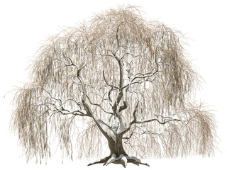 weeping willow tree frozen winter ice hq arch viz cutout © Mathias Weil