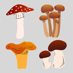 Illustration of mushrooms, set of mushrooms, hand-drawn illustration