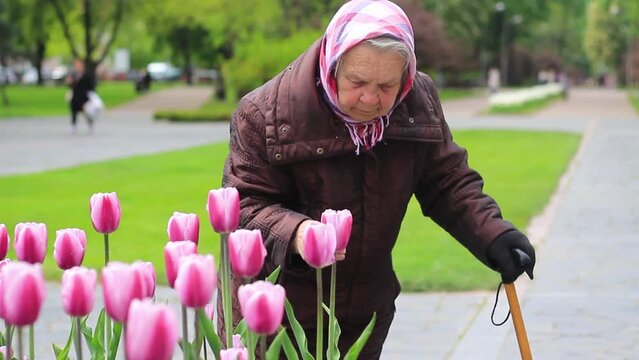 Elderly woman, grandmother, sniffing flowers, tulips in the park