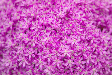 Mixed colorful flowers background