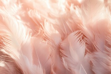 Beautiful Pink Pattern Feathers Close-up