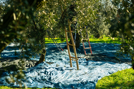 Harvesting fresh olives from agriculturists in an olive tree field in turkey, turkey for olive oil production