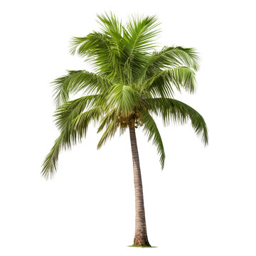 Coconut tree cut out on a transparent background. Close-up of an exotic tree in PNG format, side view. Clipart of trees to insert into a set or project.