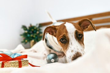 Funny Jack Russell Terrier wearing festive sweater, sniffs christmas gift in decorated Christmas room. Pets in xmas and new year. Wintertime mood.