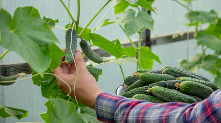 A male farmer harvests cucumbers in a greenhouse.