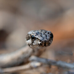 Extreme close up of a snake head in Tsimanampetsotsa National Park of Madagascar