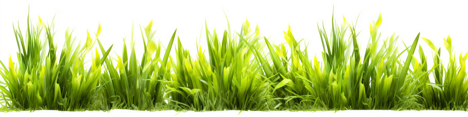 Fototapeta na wymiar Fresh spring green grass on white background