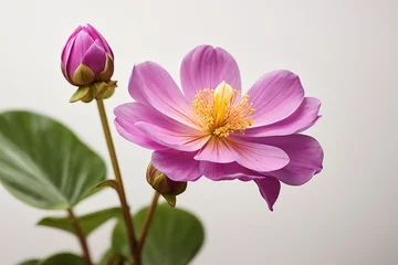 Foto op Canvas pink lotus flower isolated © eman