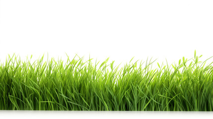 Fresh spring green grass on white background