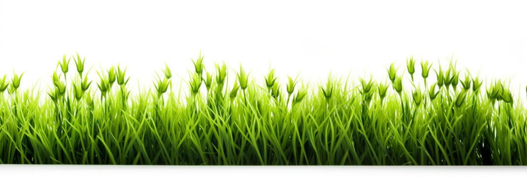Fresh spring green grass on white background