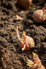 planting potatoes in spring, farm potatoes in hands. Selective focus.