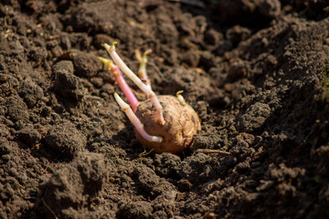 planting potatoes in spring, farm potatoes in hands. Selective focus.