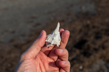Hand of a man holding a shell on the beach.  Blurred background.