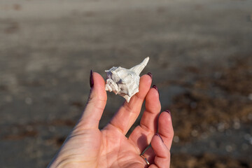 Hand of a man holding a shell on the beach.  Blurred background.